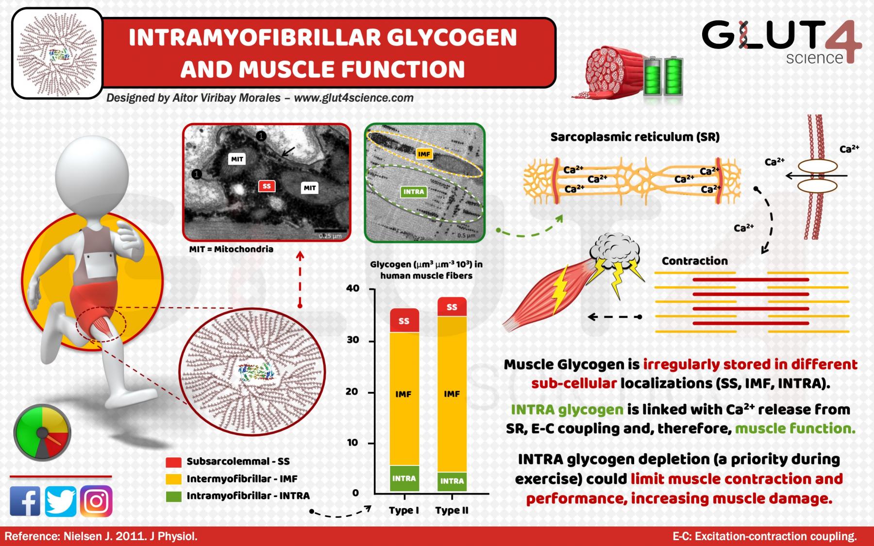 Intramyofibrilar Glycogen and Muscle Contraction