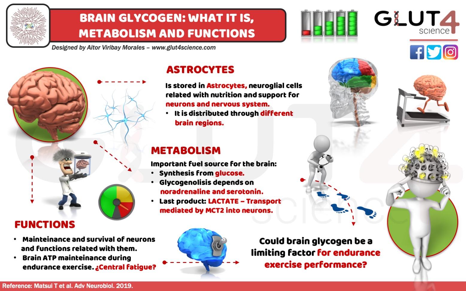 Brain Glycogen in Astrocytes