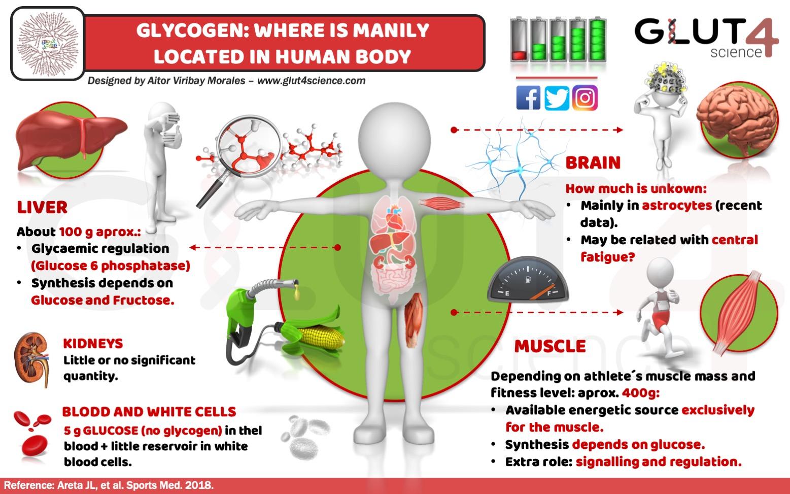 Glycogen in Human Body