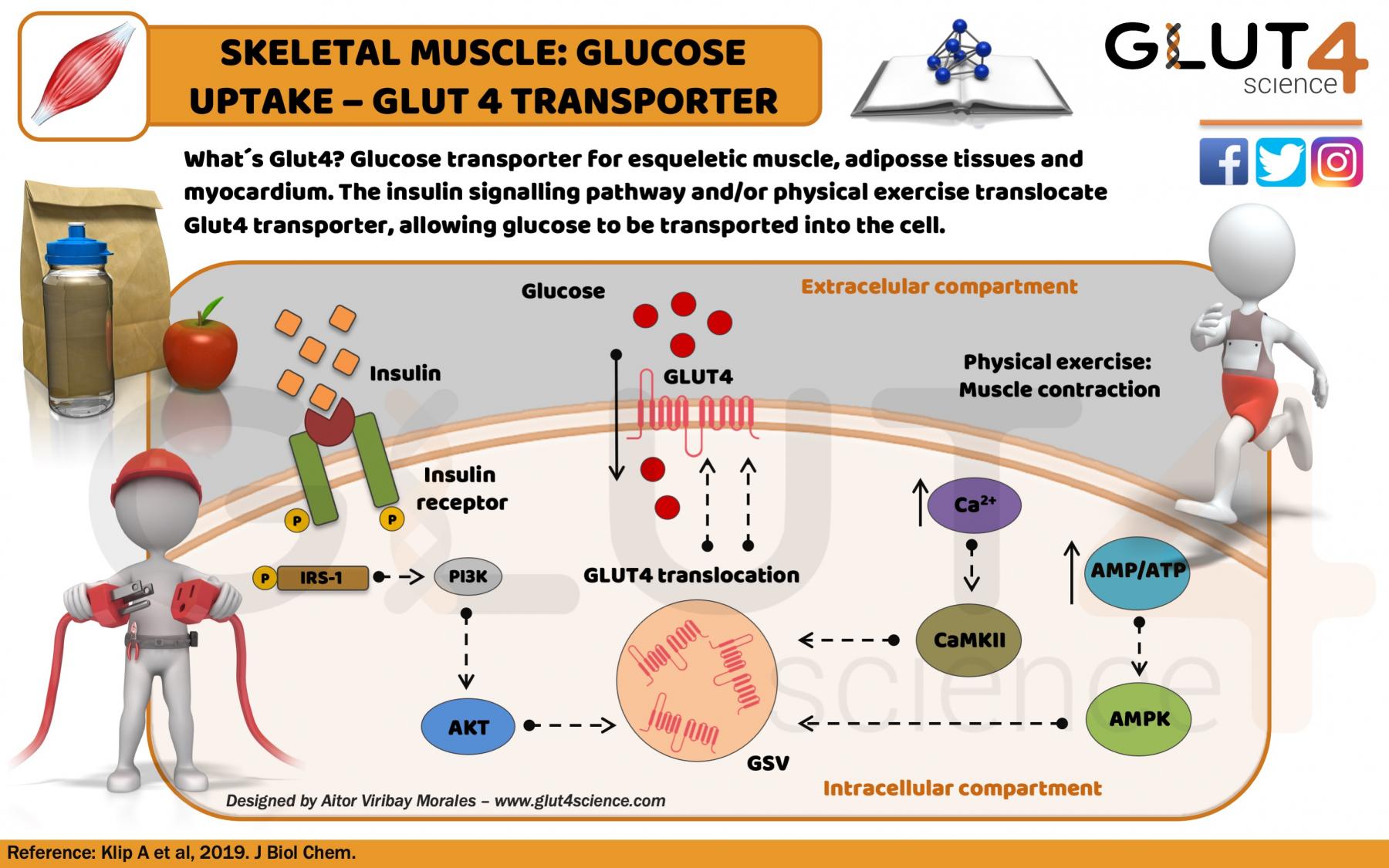Glucose Transporter GLUT4