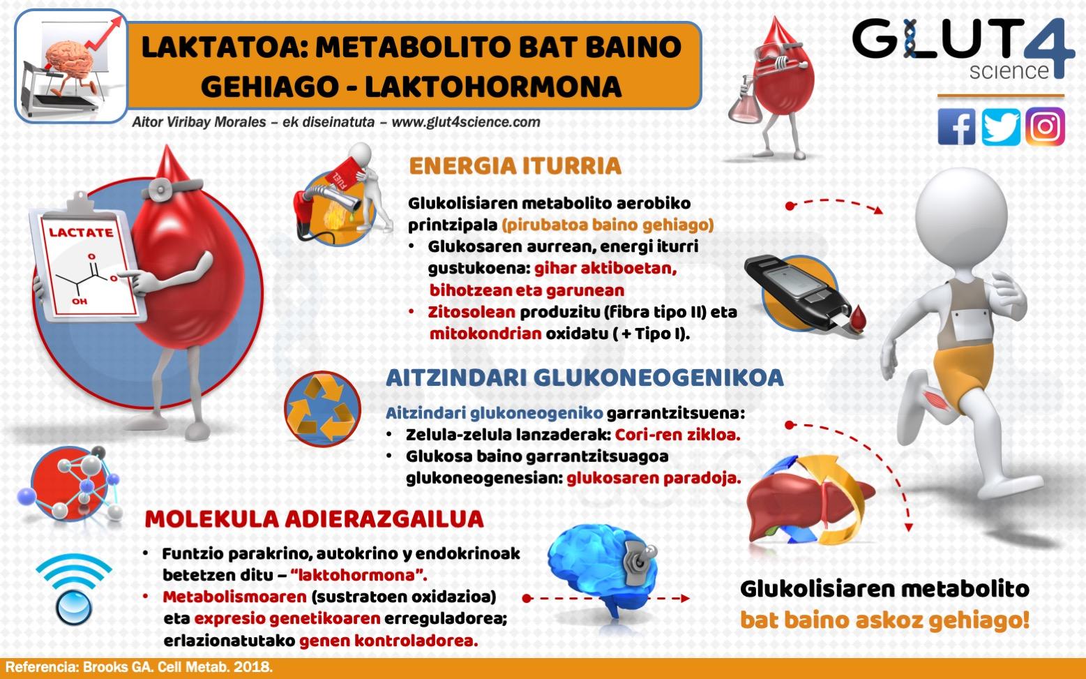Laktatoa: Glukolisiaren metabolito bat baino askoz gehiago - Laktohormona
