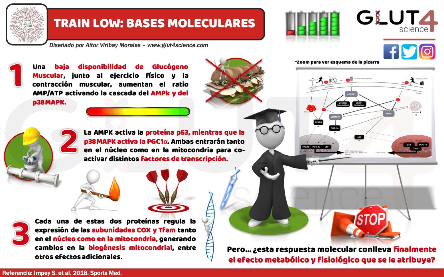 Train Low: Bases Moleculares
