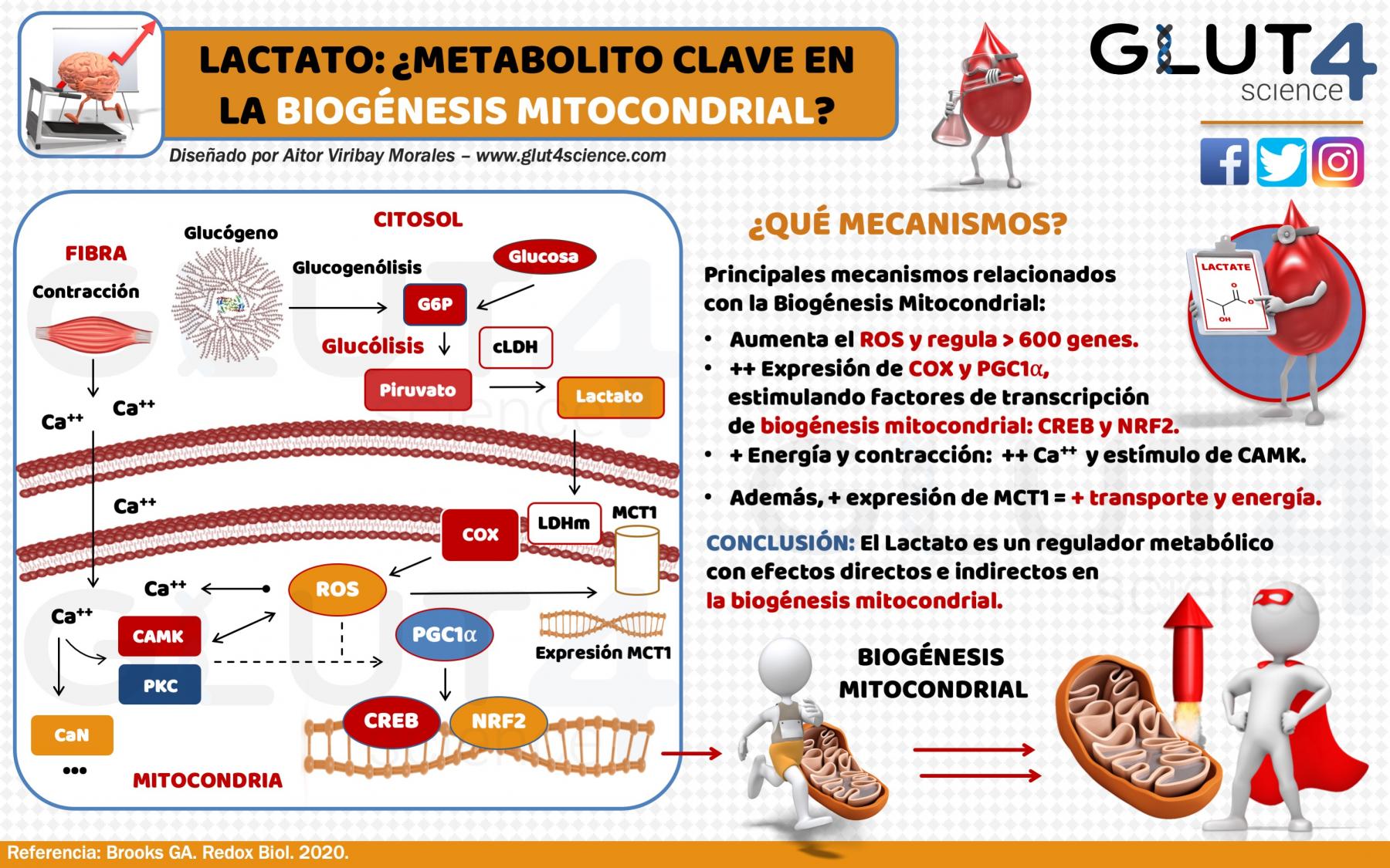 Lactato y Biogénesis Mitocondrial: ¿Un metabolito clave?