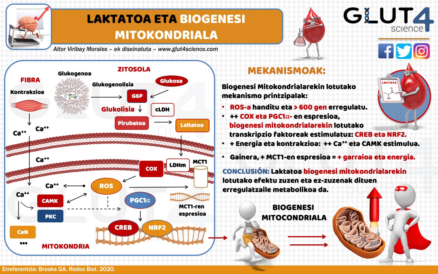 Laktatoa eta Biogenesi Mitokondriala