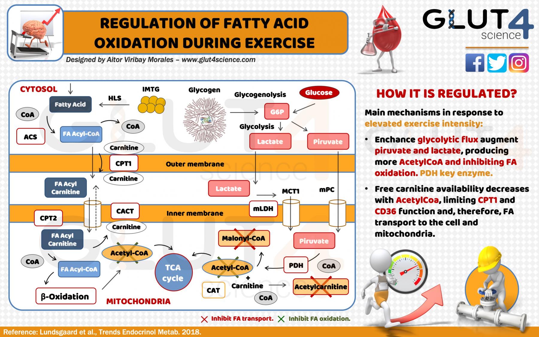 Regulation of Fatty Acid Oxidation During Exercise