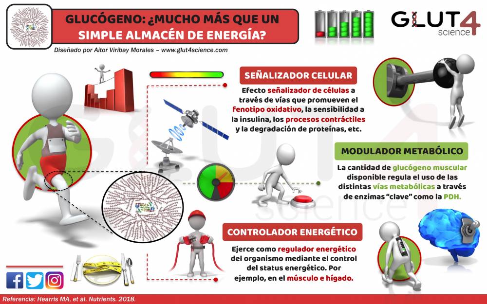 Almacen de glucosa en el organismo