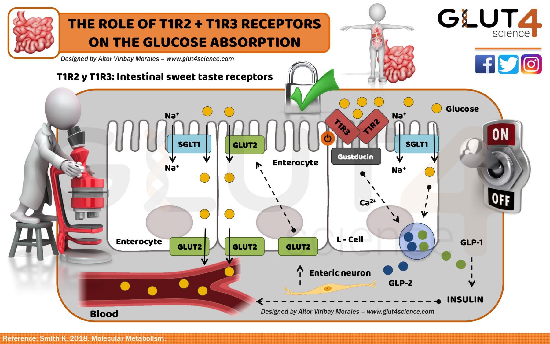The role of T1R2 and T1R3 receptors on glucose absorption